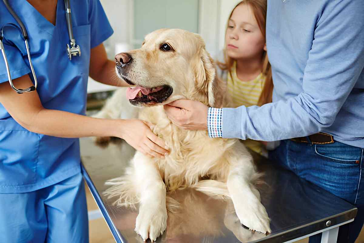 Veterinary Consultation