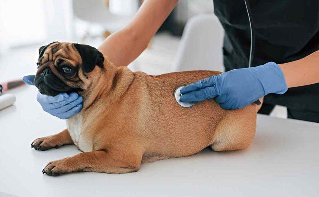 Vaccination at VetCityPets